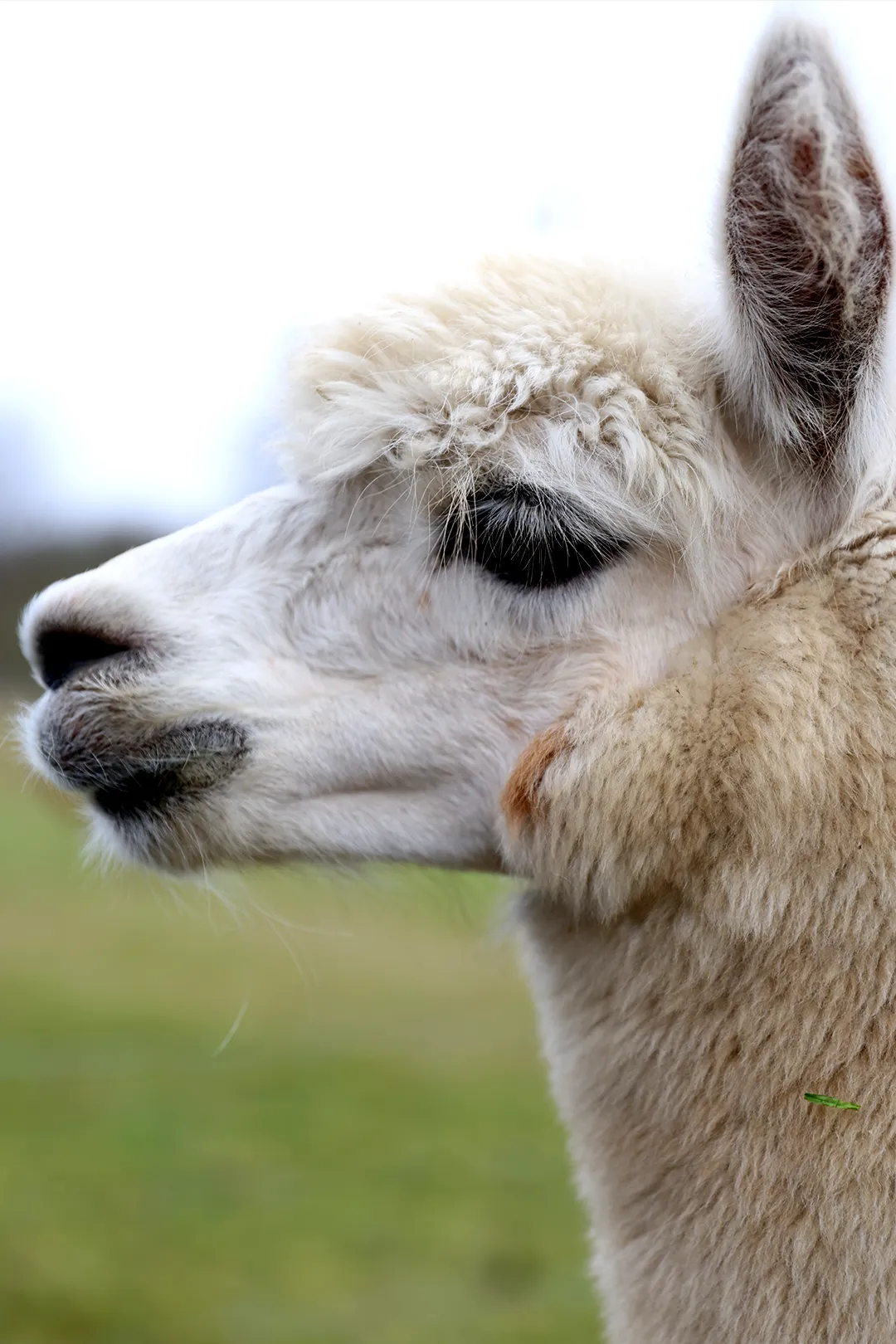 Alpakas am Herzoghofweg